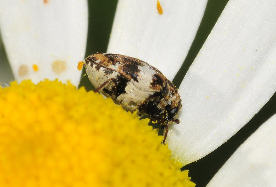 Anthrenus sp.